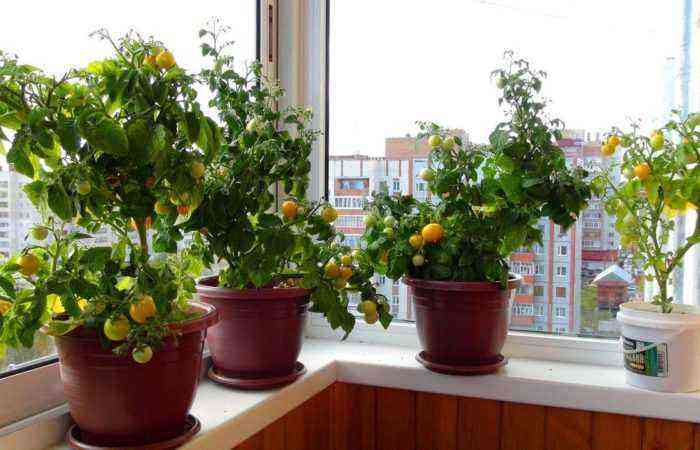 En minihave i en lejlighed er ægte, hvordan man planter og dyrker tomater på en balkon