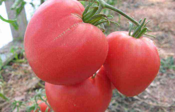 En tomatbusk er højere end dig – det sker.  Det er bare en ubestemmelig tomatsort