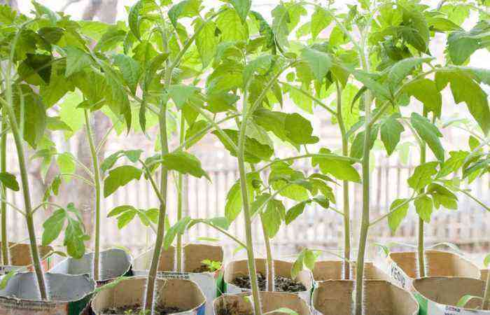 Få frøplanter – det er ligegyldigt: dyrkning af tomater fra stedbørn vil hjælpe med at øge mængden og kvaliteten af ​​den fremtidige afgrøde