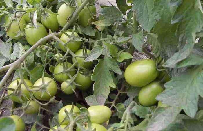 For at dyrke tomater uden vanding er det nødvendigt at følge vigtige regler ved plantning