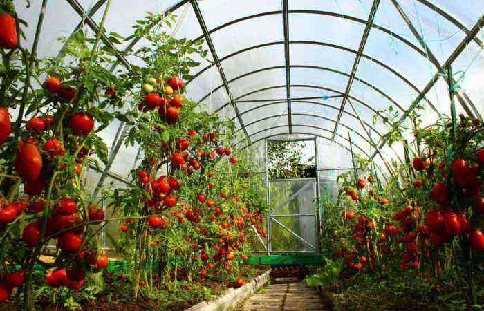 For ikke at gøre haven til en gold tomatjungle, skal du mestre dannelsen af ​​en tomatbusk