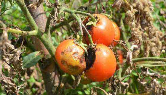 Forsigtig: cikader – hvordan man beskytter tomater mod stolbur og hvordan man håndterer en smitsom plage