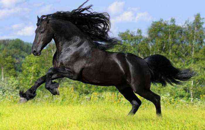 Friesisk hest