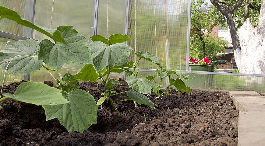 Funktioner ved dyrkning af agurker i drivhuse