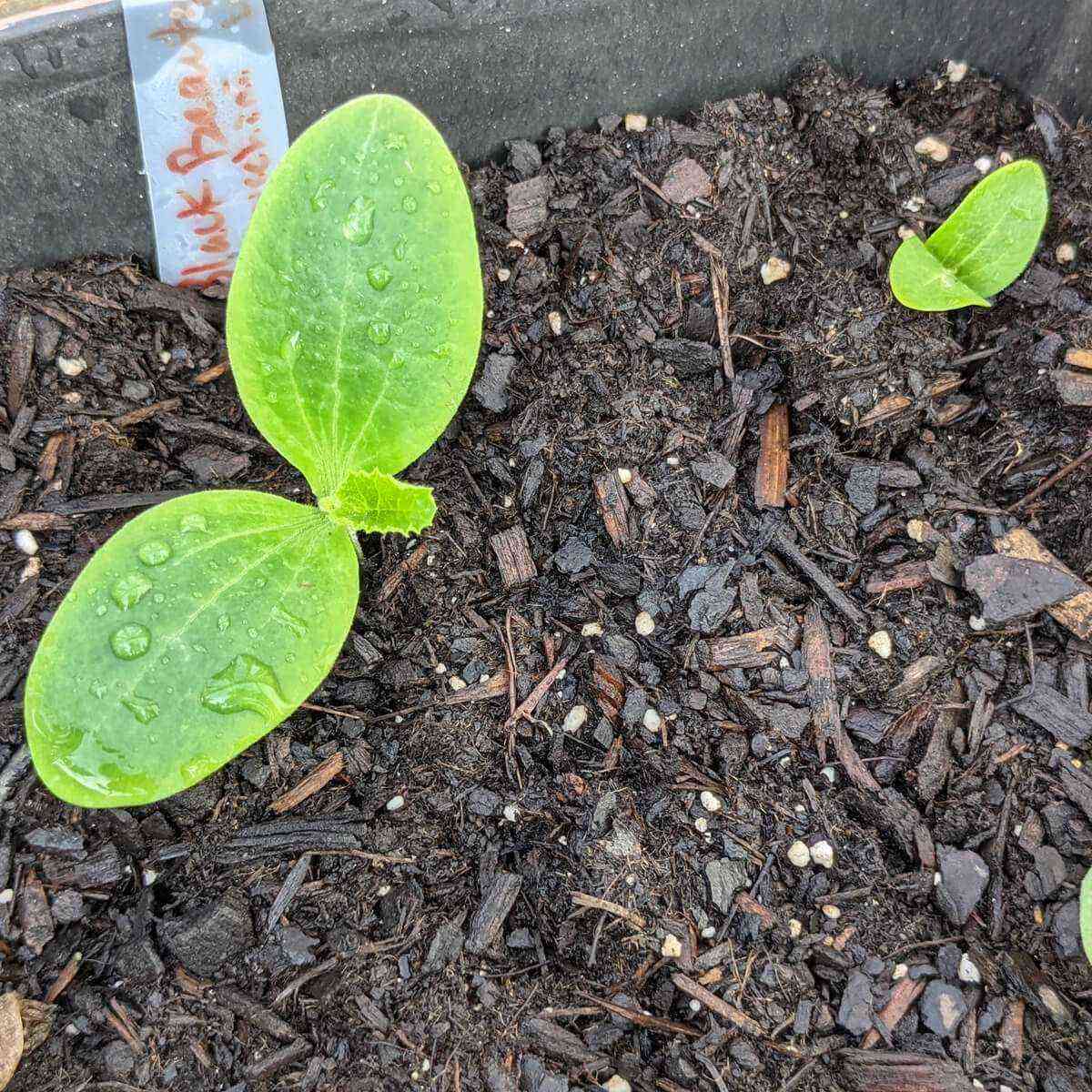 Funktioner ved dyrkning og pleje af frøplanter af zucchini