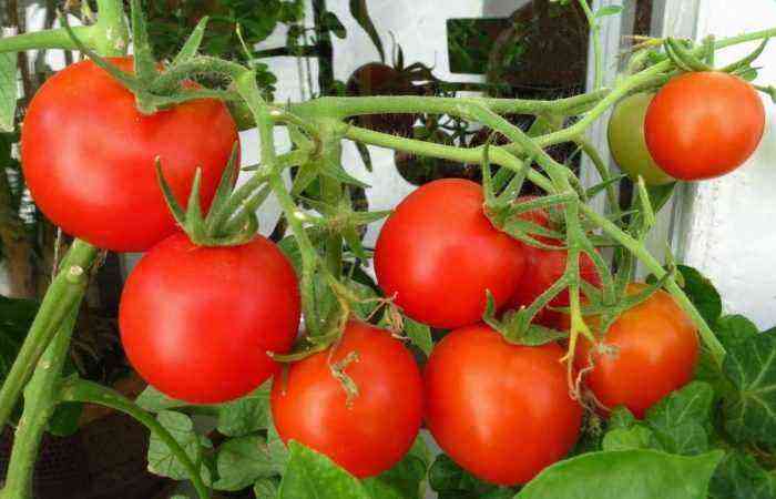 Hårdfør og modnende – træk ved sene sorter af tomater, hemmelighederne ved at dyrke i et drivhus og åben jord