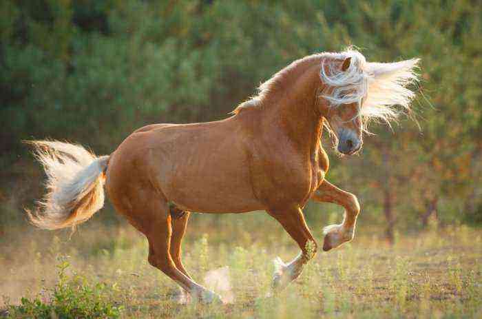 Haflinger-heste: oprindelse, udvendige træk, brug