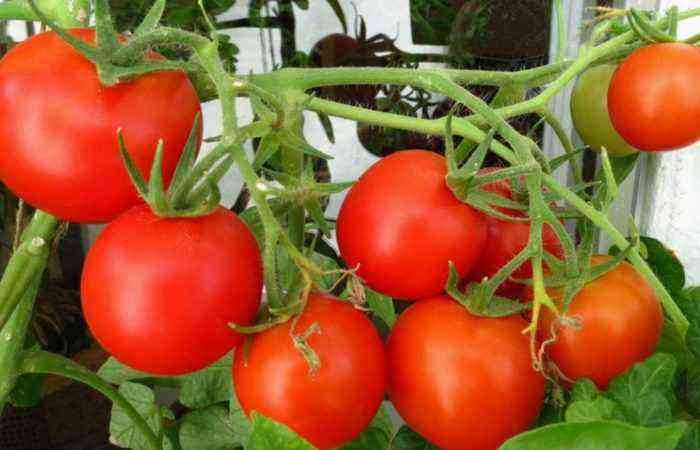 Have i vindueskarmen: smuk og velsmagende – funktioner ved at dyrke tomater derhjemme