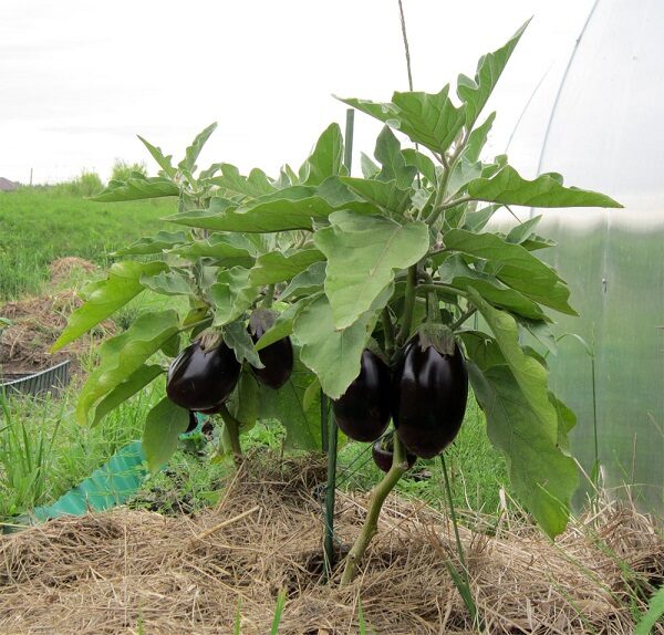 Hemmeligheder om at dyrke og pleje aubergine i det åbne felt