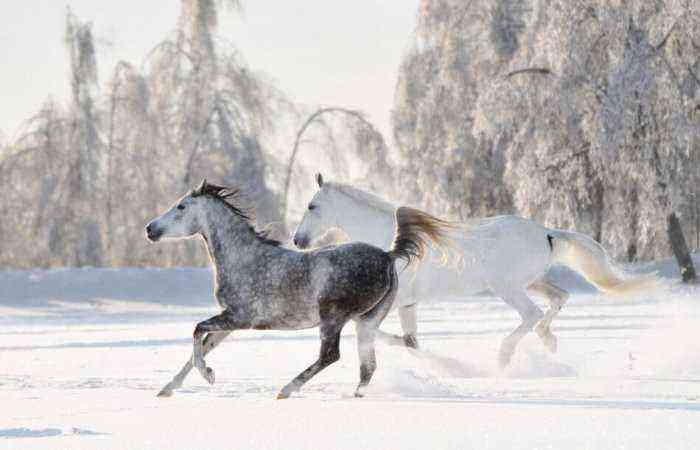 Heste om vinteren