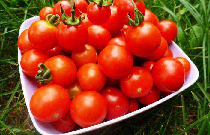 Højtydende sorter af tomater: hvilken skal man foretrække?