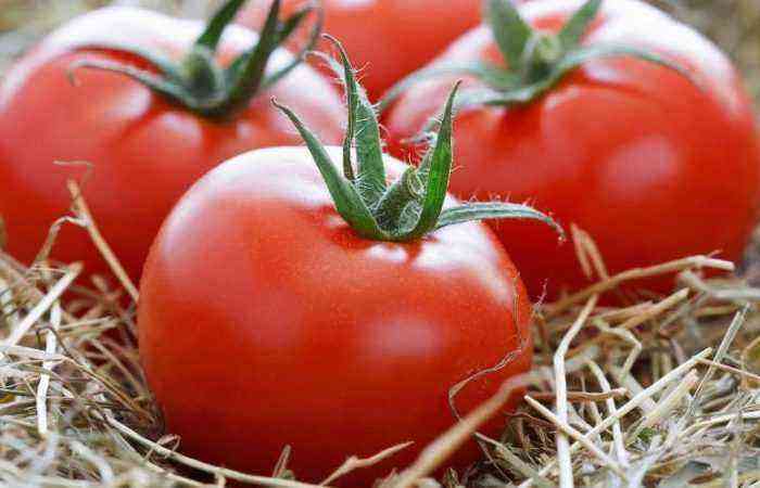 Høst på 100 dage: hvorfor sommerbeboere elsker Blagovest-tomater – beskrivelse og funktioner i sorten, dyrkningen og plejen
