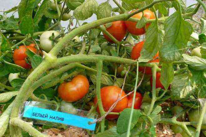 Hvad er attraktiv tomatsort Hvidt fyld til hjemmedyrkning i bedene og i drivhuset