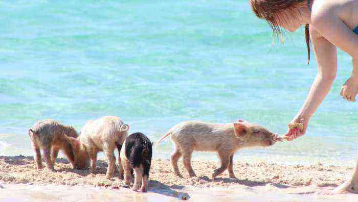 Hvad er de smitsomme sygdomme hos grise?