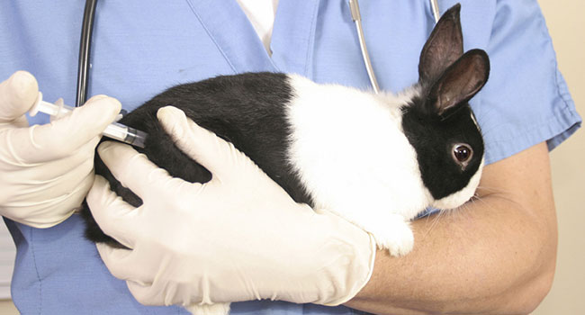 Hvad og hvornår bliver kaniner vaccineret