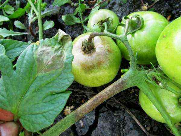 Hvad skal man gøre med senskimmel på tomater på åben mark