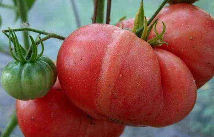 Hvis smagen er vigtig for dig, så vælg store sorter af tomater, både til åben grund og til drivhuse.