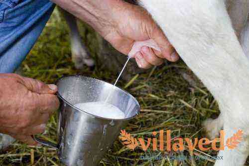 Hvor meget mælk giver en ged under gunstige forhold
