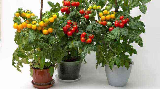 Hvordan dyrker man tomater på balkonen?