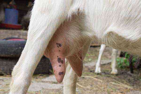 Hvordan identificerer man mastitis hos en ged selv?  Behandlingsmetoder