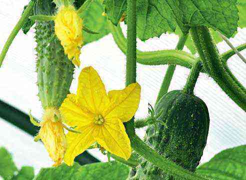 Hvordan man dyrker agurker i en vindueskarm: ekspertrådgivning om sortsvalg og dyrkning