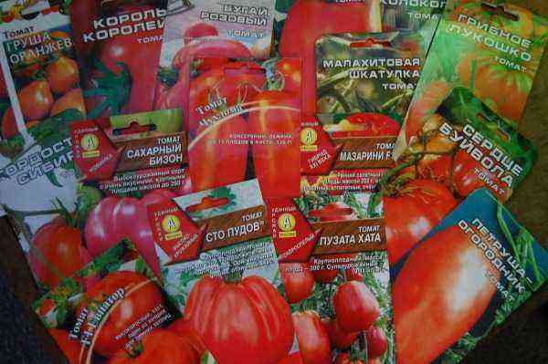 Hvordan man dyrker tomater fra frø til høst