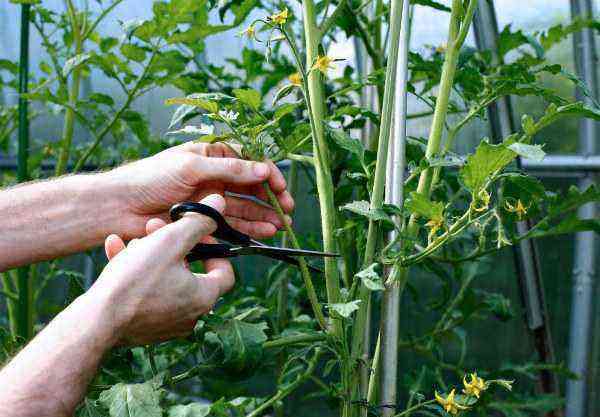Hvordan man er stedsøn tomater i et drivhus