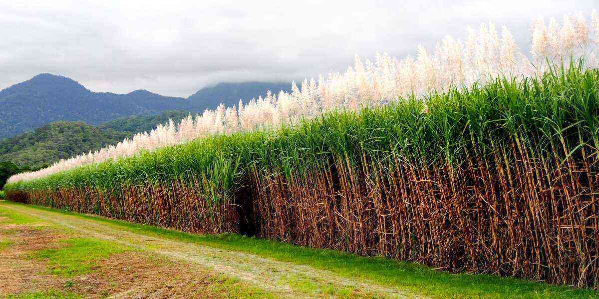 Hvordan man reducerer tab af sukkerrørhøst