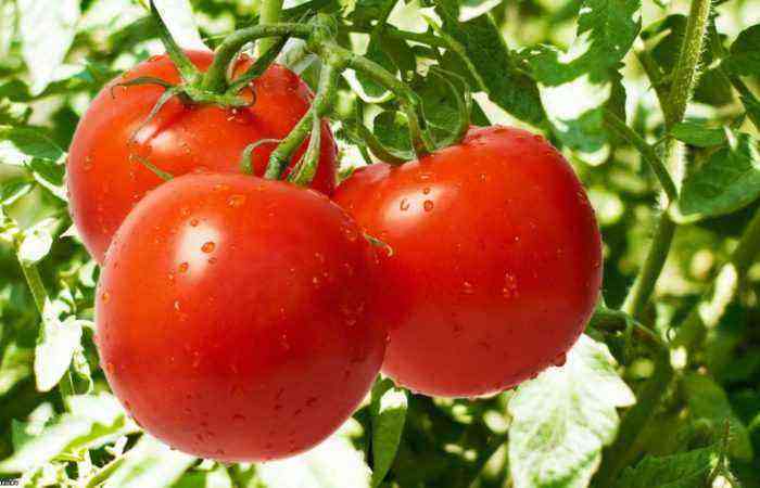 Hvordan man vælger de rigtige tidlige tomatsorter til dyrkning i et drivhus og i det åbne felt