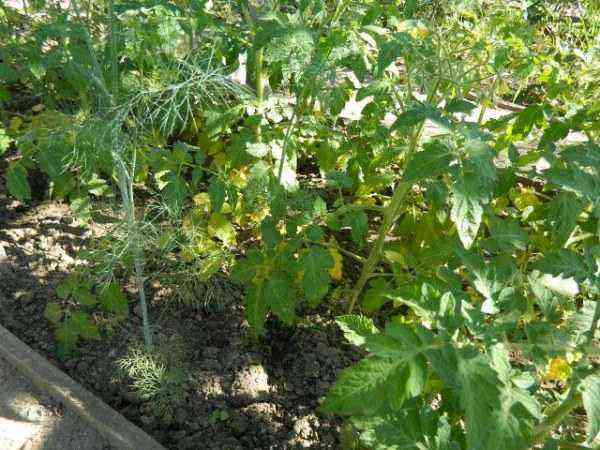 Hvorfor bliver tomatblade gule i et drivhus