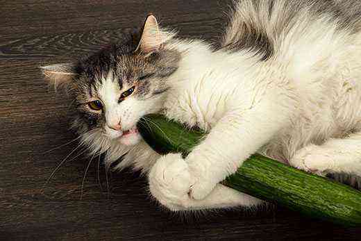 Hvorfor er katte bange for agurker?