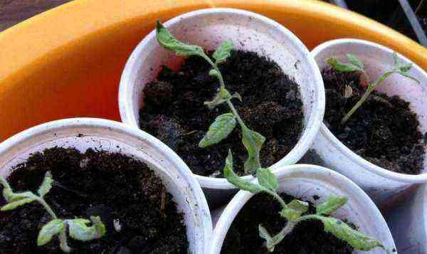 Hvorfor krøller tomatkimplanter blade