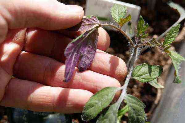 Hvorfor tomatfrøplanter er lilla og vokser dårligt, hvad skal man gøre