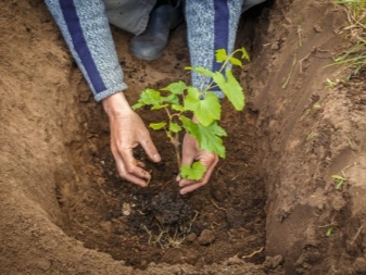 Hvornår og hvordan planter man druer i åben jord?
