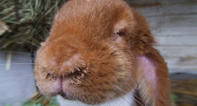 Infektiøs stomatitis (våd næseparti, bidende bid) hos kaniner