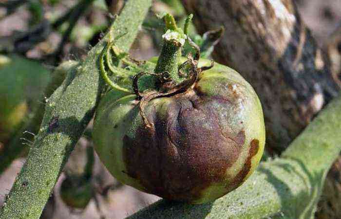 Kend fjenden “af syne”: tegn på brun plet i tomater, effektive metoder til kontrol og forebyggelse af cladosporiosis