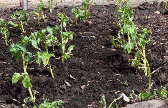Korrekt fodring af en tomat efter plantning er nøglen til en god høst