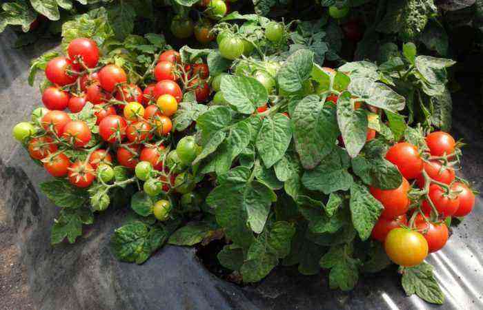 Korrekt udført tomatmulching er nøglen til en god høst og arbejdsbesparelser