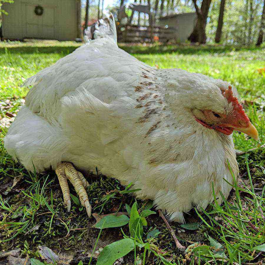 Kyllinger: Hvid muskelsygdom