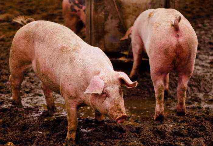 Lus hos grise, behandling med folkemedicin
