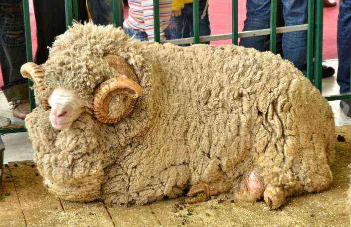 Merino er den mest almindelige fårerace i Australien.