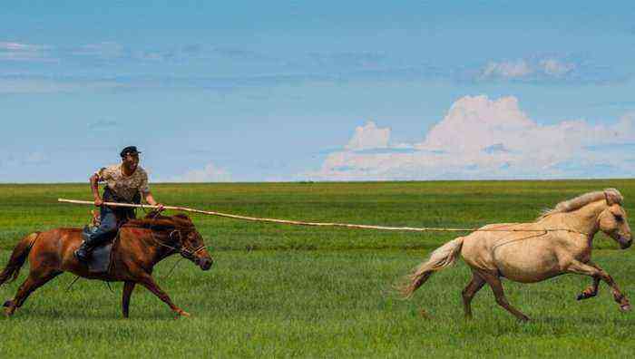mongolske heste
