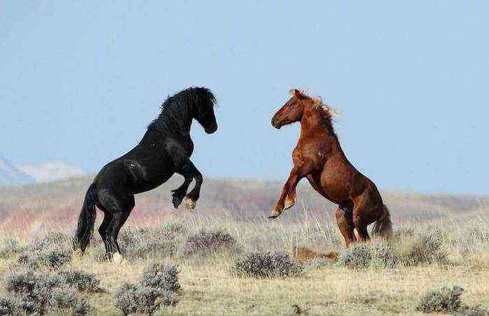 Mustang hest