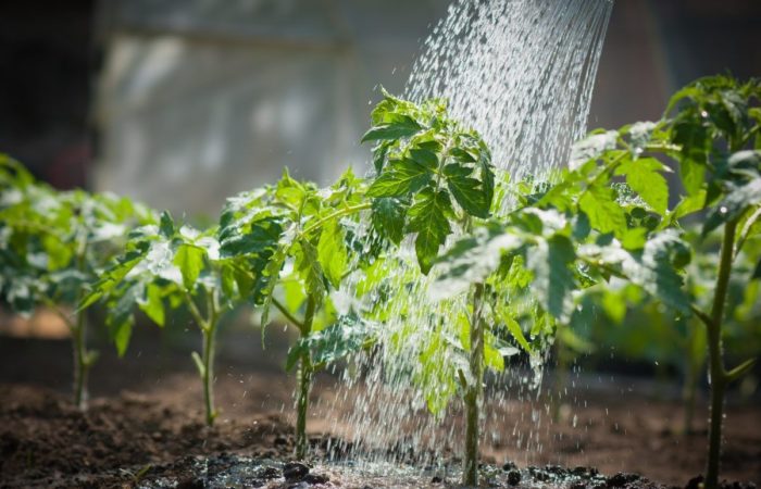 Organisering af korrekt vanding af tomater i det åbne felt, afhængigt af sorten og vækststadiet