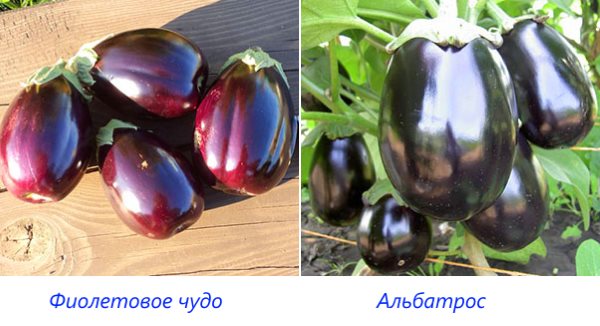 Oversigt over de mest populære auberginesorter med fotos