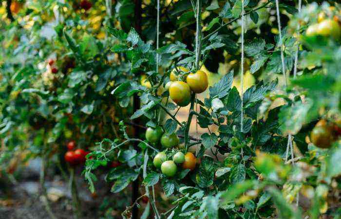 Plantning af en tomat i åben jord – du skal tage risici i henhold til reglerne