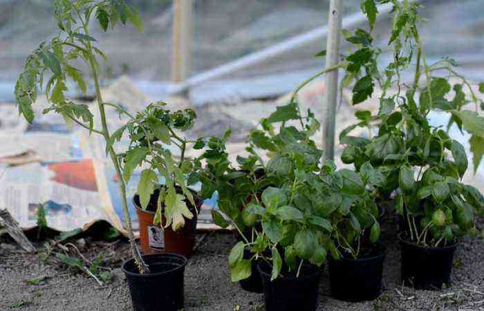 Plantning af tomater efter Galina Kizimas metode: et eksempel på bleteknologi til smarte dovne mennesker