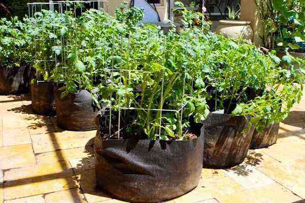 Praktisk, mobil, uden besvær: hvordan man planter og dyrker tomater i poser