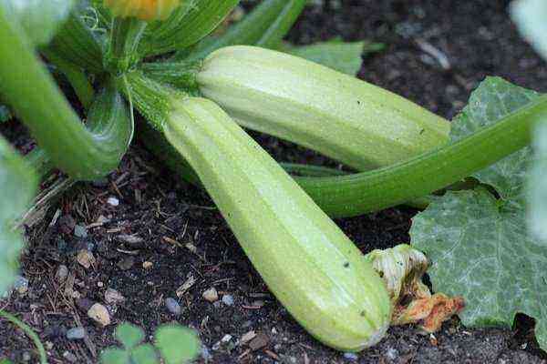 Regler og periode for høst af zucchini af varierende grad af modenhed