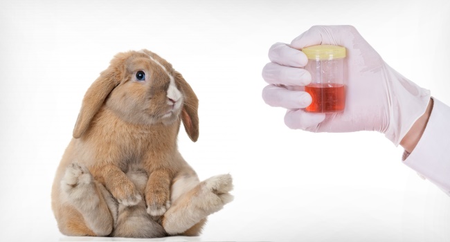Rød urin i en kanin: er det farligt?